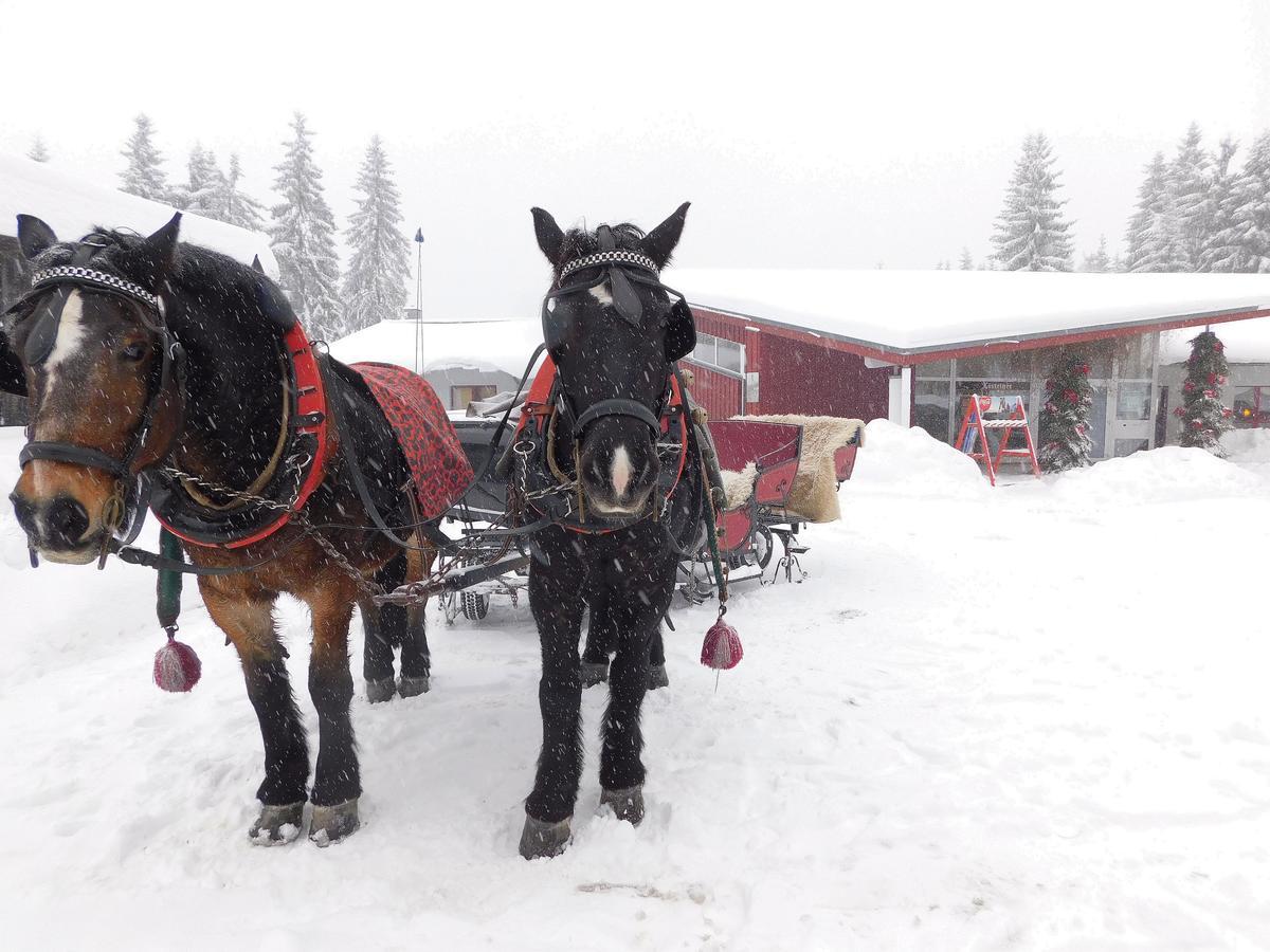 Waldhotel Rennsteighoehe フラウエンヴァルト エクステリア 写真